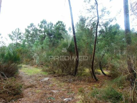 Terreno 1ha a 6 kms vila real perto do nó ip4/a24