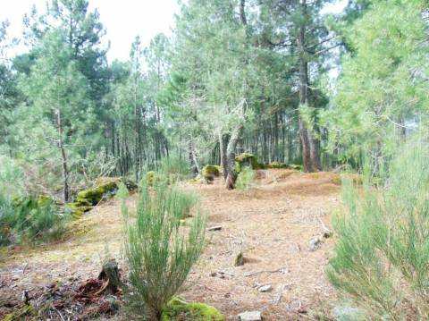 Terreno 1ha a 6 kms vila real perto do nó ip4/a24
