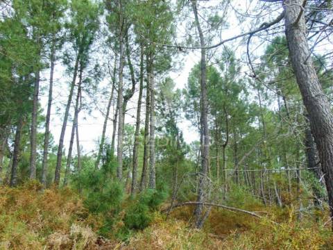 Terreno 1ha a 6 kms vila real perto do nó ip4/a24