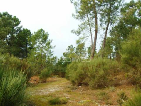 Terreno 1ha a 6 kms vila real perto do nó ip4/a24