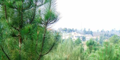 Terreno 1ha a 6 kms vila real perto do nó ip4/a24