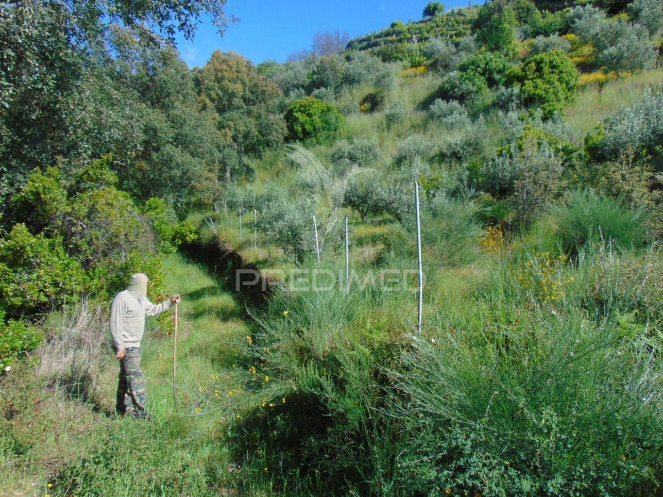 Terreno agrícola a 9 kms de vila real
