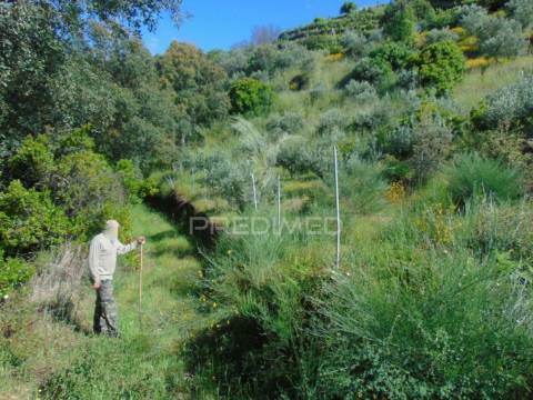 Terreno agrícola a 9 kms de vila real