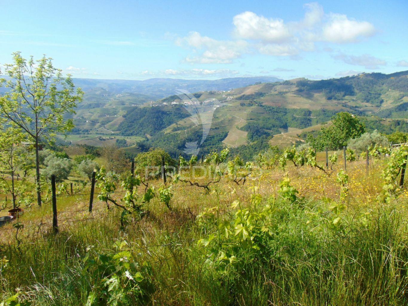 Terreno agrícola a 9 kms de vila real