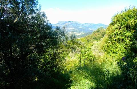 Terreno agrícola a 9 kms de vila real