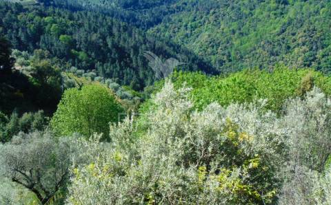 Terreno agrícola a 9 kms de vila real