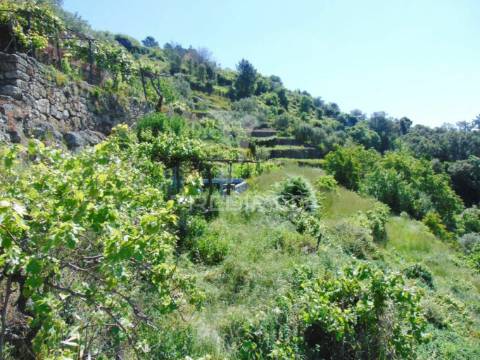 Terreno agrícola a 9 kms de vila real
