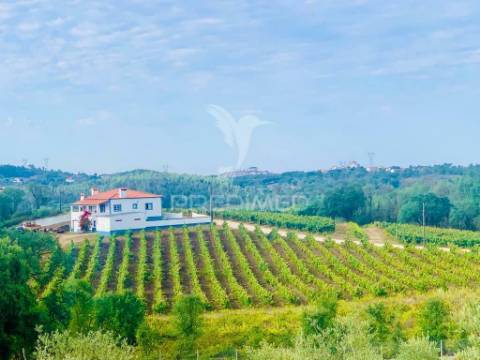 Terreno com 2,5ha de vinha em chousa, tomar