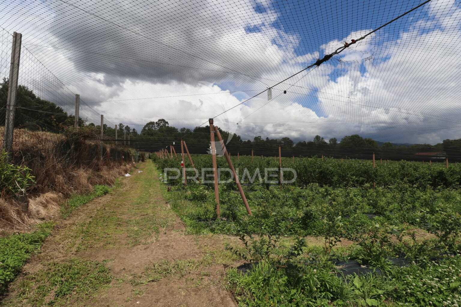 Fantástica quinta de produção de mirtilos, atualmente em produção..