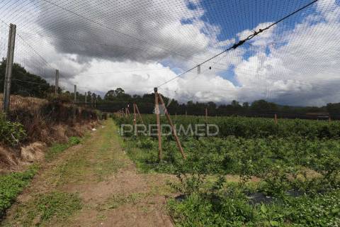 Fantástica quinta de produção de mirtilos, atualmente em produção..