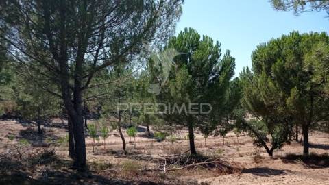 Conjunto de duas herdades 71,70 hectares, junto à vila de mora.