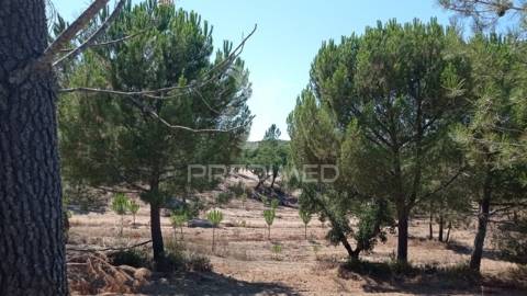 Conjunto de duas herdades 71,70 hectares, junto à vila de mora.