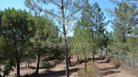 Conjunto de duas herdades 71,70 hectares, junto à vila de mora.