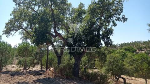Conjunto de duas herdades 71,70 hectares, junto à vila de mora.