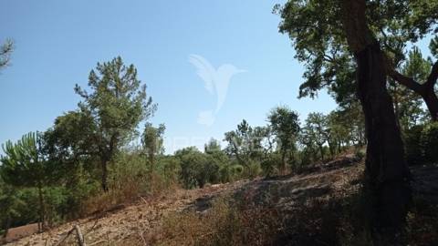 Conjunto de duas herdades 71,70 hectares, junto à vila de mora.