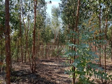 Eucaliptal 86.750 m2, gavião