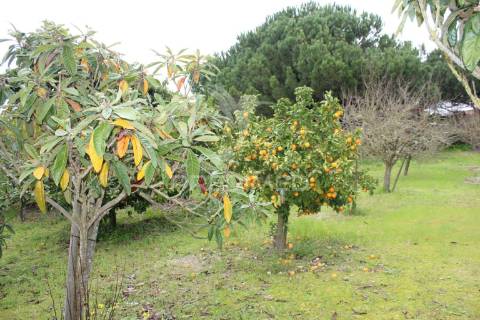 Quinta t9 com 7.000m2 em pontével, cartaxo.