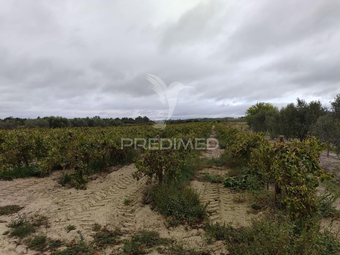 Vinha 2.5 he com oliveiras  furo a 1 hora de lisboa