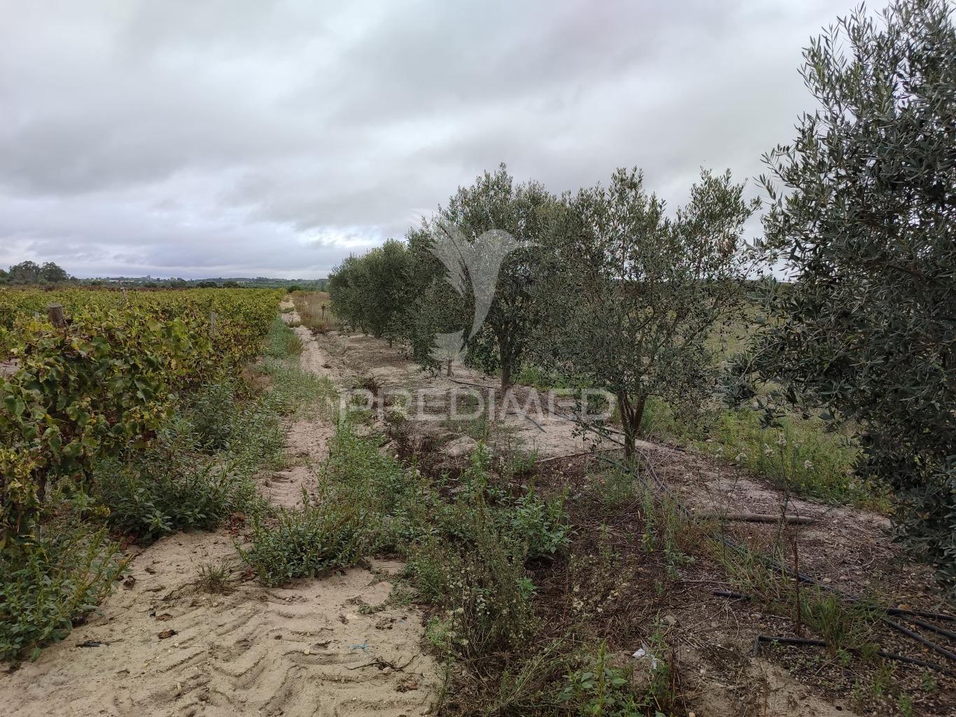 Vinha 2.5 he com oliveiras  furo a 1 hora de lisboa