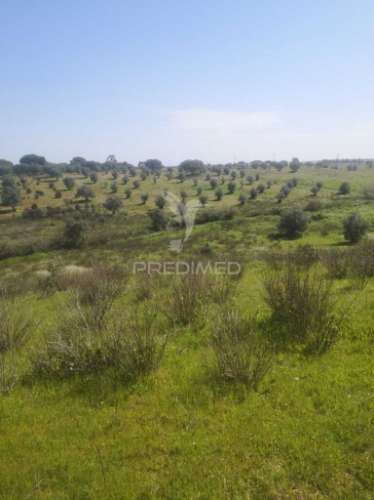 Terreno com mais de 5 hectares para venda em ferreira do alentejo