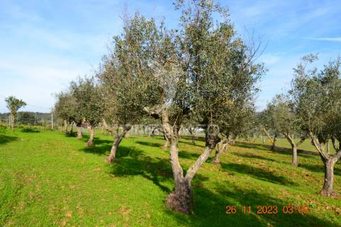Quinta no alentejo