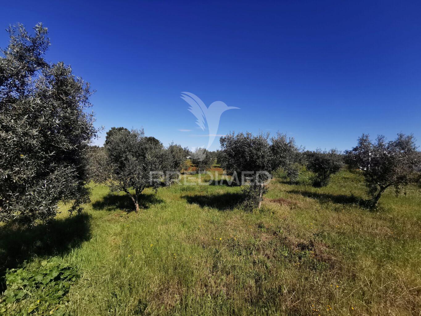 Lote de moradia