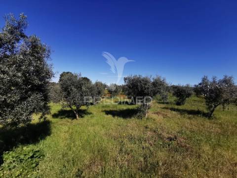 Lote de moradia