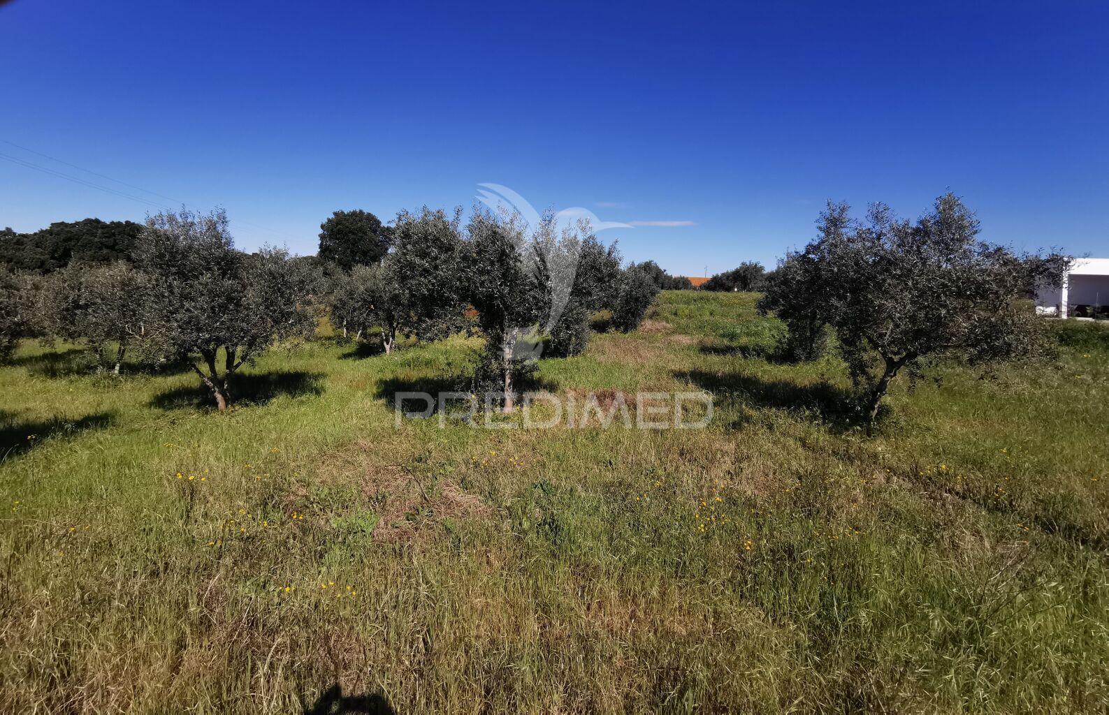 Lote de moradia