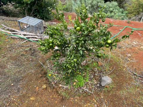 Terreno e lagar com uma furna na fajã da ovelha