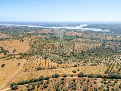 Monte alentejano em montargil