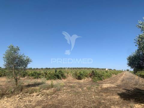 Propriedade de 10,7 hectares com vinha e olival doc