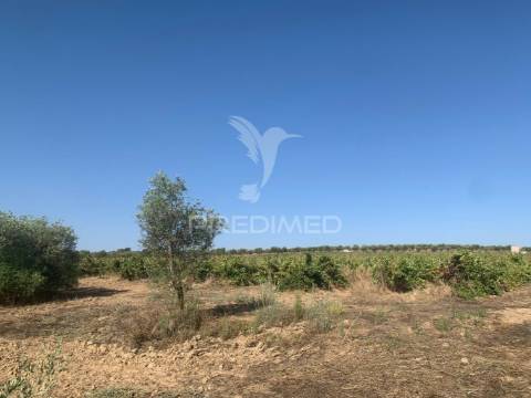 Propriedade de 10,7 hectares com vinha e olival doc