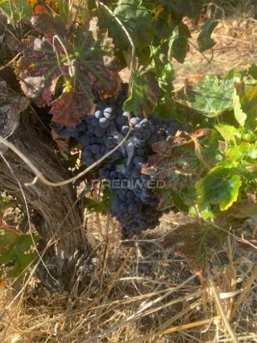 Propriedade de 10,7 hectares com vinha e olival doc