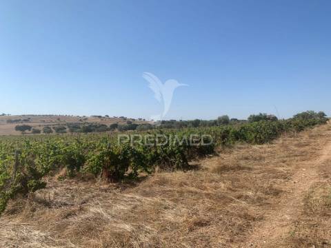Propriedade de 10,7 hectares com vinha e olival doc