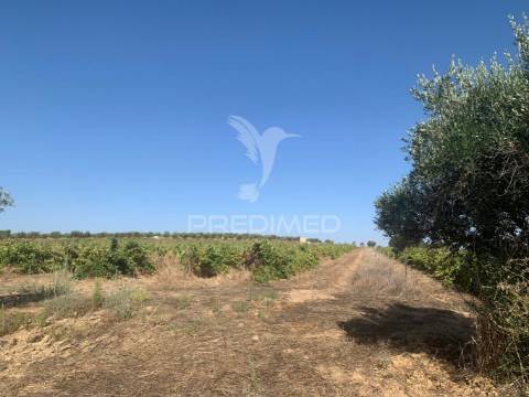 Propriedade de 10,7 hectares com vinha e olival doc
