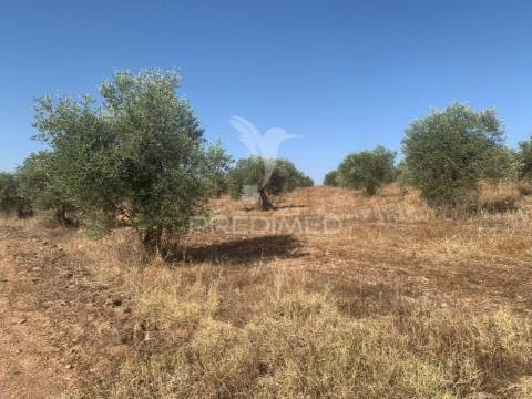 Propriedade de 10,7 hectares com vinha e olival doc