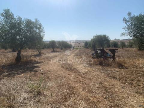 Propriedade de 10,7 hectares com vinha e olival doc