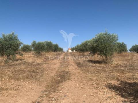 Propriedade de 10,7 hectares com vinha e olival doc