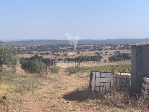 Propriedade de 10,7 hectares com vinha e olival doc