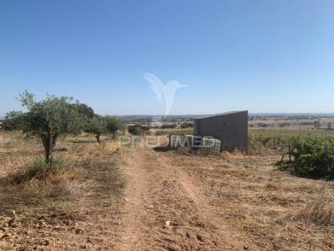 Propriedade de 10,7 hectares com vinha e olival doc