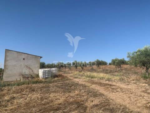 Propriedade de 10,7 hectares com vinha e olival doc