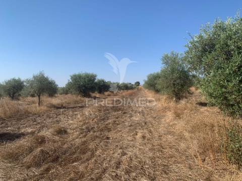 Propriedade de 10,7 hectares com vinha e olival doc