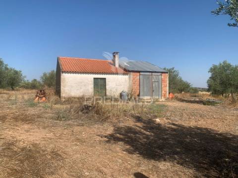 Propriedade de 10,7 hectares com vinha e olival doc