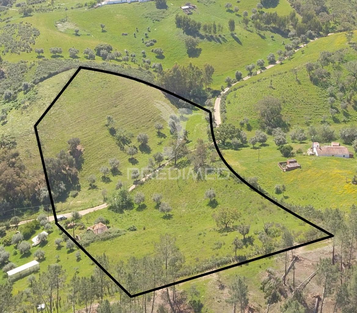 Terreno com 1.3 hectares e ruína em são martinho das amoreiras