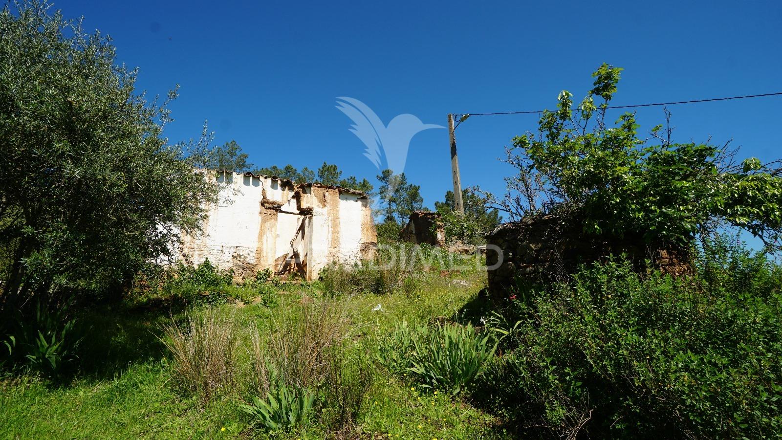Terreno com 1.3 hectares e ruína em são martinho das amoreiras