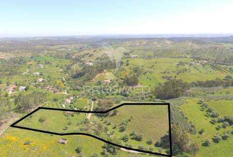 Terreno com 1.3 hectares e ruína em são martinho das amoreiras