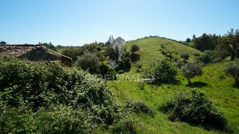 Terreno com 1.3 hectares e ruína em são martinho das amoreiras