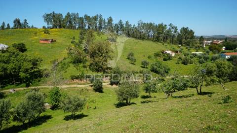 Terreno com 1.3 hectares e ruína em são martinho das amoreiras