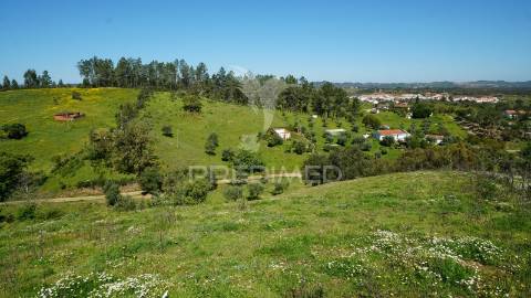 Terreno com 1.3 hectares e ruína em são martinho das amoreiras