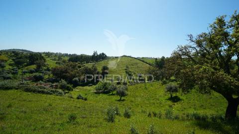 Terreno com 1.3 hectares e ruína em são martinho das amoreiras